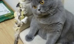 热点爆料蓝猫视频,揭秘网络热点背后的故事